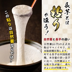 大地の宝！志布志産自然薯 1kg以上(1～2本入り) a1-108