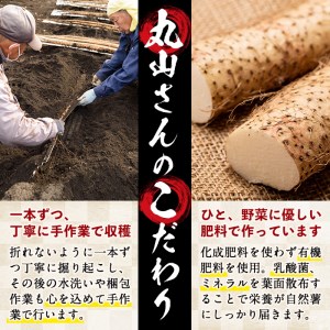 大地の宝！志布志産自然薯 1kg以上(1～2本入り) a1-108