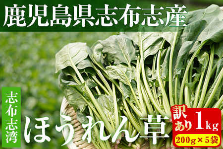 【数量限定・訳あり】志布志湾ほうれん草(200g×5袋 合計1kg) サラダ おひたし お味噌汁 スムージー ほうれん草 ジュース ほうれんそう p7-034