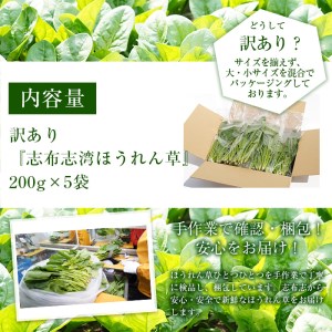 【数量限定・訳あり】志布志湾ほうれん草(200g×5袋 合計1kg) サラダ おひたし お味噌汁 スムージー ほうれん草 ジュース ほうれんそう p7-034