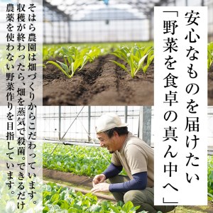 【数量限定】志布志湾ほうれん草(200g×5袋 合計1kg) サラダ おひたし お味噌汁 スムージー ほうれん草 ジュース ほうれんそう a1-032