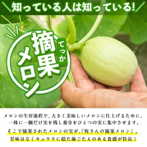 【期間限定・数量限定】鹿児島県志布志産 摘果メロン(子メロン・小メロン) 2kg a0-330-02