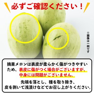 【期間限定・数量限定】鹿児島県志布志産 摘果メロン(子メロン・小メロン) 2kg a0-330-02