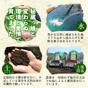 【期間限定・数量限定】鹿児島県志布志産 摘果メロン(子メロン・小メロン) 2kg a0-330-02