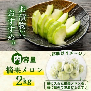 【期間限定・数量限定】鹿児島県志布志産 摘果メロン(子メロン・小メロン) 2kg a0-330-02