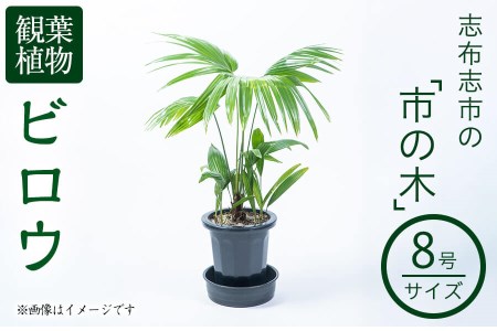 【数量限定】観葉植物 ビロウ ８号サイズ b2-024