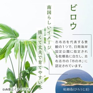 数量限定】観葉植物 ビロウ ８号サイズ b2-024 | 鹿児島県志布志市 | ふるさと納税サイト「ふるなび」