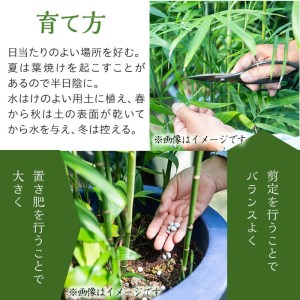 【数量限定】観葉植物 ビロウ ８号サイズ b2-024