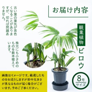 数量限定】観葉植物 ビロウ ８号サイズ b2-024 | 鹿児島県志布志市