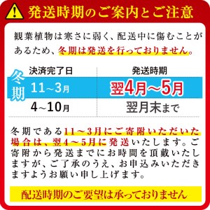 【数量限定】観葉植物 ビロウ ８号サイズ b2-024