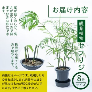 【数量限定】観葉植物 セフリジ ８号サイズ b2-023