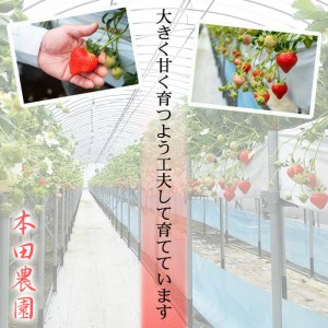 【数量限定】鹿児島県産朝採れイチゴ「恋みのり」約1080g(約270g×4パック) a0-402