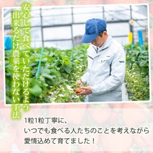 【数量限定】鹿児島県産朝採れイチゴ「恋みのり」約1080g(約270g×4パック) a0-402