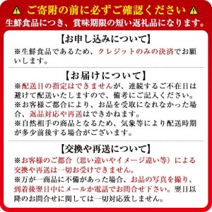【数量限定】鹿児島県産朝採れイチゴ「恋みのり」約1080g(約270g×4パック) a0-402