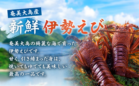  伊勢えび 約1kg以上（ 2尾 ～ 3尾 ） A050-002 伊勢海老 イセエビ 海老 えび エビ 魚介類 甲殻類 海鮮 奄美大島産伊勢海老 奄美産 冷凍 海鮮物 新鮮 甘い 濃厚 味噌汁 姿蒸し 炭火焼 美味しい 贈答品 グリーンストア ふるさと納税 奄美市 おすすめ ランキング プレゼント ギフト