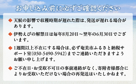  伊勢えび 約1kg以上（ 2尾 ～ 3尾 ） A050-002 伊勢海老 イセエビ 海老 えび エビ 魚介類 甲殻類 海鮮 奄美大島産伊勢海老 奄美産 冷凍 海鮮物 新鮮 甘い 濃厚 味噌汁 姿蒸し 炭火焼 美味しい 贈答品 グリーンストア ふるさと納税 奄美市 おすすめ ランキング プレゼント ギフト