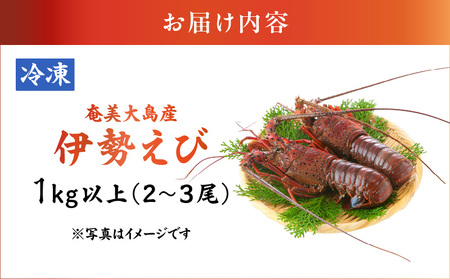  伊勢えび 約1kg以上（ 2尾 ～ 3尾 ） A050-002 伊勢海老 イセエビ 海老 えび エビ 魚介類 甲殻類 海鮮 奄美大島産伊勢海老 奄美産 冷凍 海鮮物 新鮮 甘い 濃厚 味噌汁 姿蒸し 炭火焼 美味しい 贈答品 グリーンストア ふるさと納税 奄美市 おすすめ ランキング プレゼント ギフト