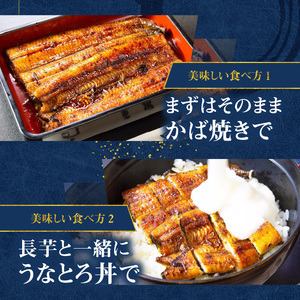 創業１４０年！！老舗うなぎ屋のうなぎのかば焼き2尾と骨せんべいセット - うなぎ かば焼き 150g 2枚 骨せんべい 30g 2袋 セット 真空パック シーフード 加工品 老舗 土用 丑の日