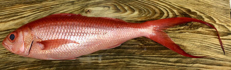 高級魚「ハマダイ（オナガ）」切り身 500g（甘塩）奄美大島老舗鮮魚店が加工製造 A128-004 小分け 真空パック ハマダイ 高級魚 オナガ 白身 甘塩