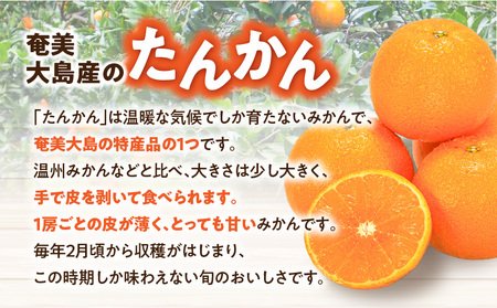 【 2026年 先行予約 】【 高地 栽培 】産地 直送☆甘～い 奄美 たんかん 5kg A054-001 タンカン 果物 フルーツ 甘い 濃厚 産地直送 期間限定 数量限定 限定 特産品 奄美大島産 あいファーム ふるさと納税 奄美市 おすすめ ランキング プレゼント ギフト