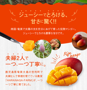 【2026年 先行予約】【 奄美産】 かさり マンゴー 贈答 用1kg A072-004 かさりマンゴー 完熟マンゴー 完熟 トロピカルフルーツ フルーツ トロピカル 甘い 先行受付 事前受付 事前予約 予約 受付 デザート 美味しい 贈答用 濃厚 ジューシー HARANAGA-FARM ふるさと納税 奄美市 おすすめ ランキング プレゼント ギフト