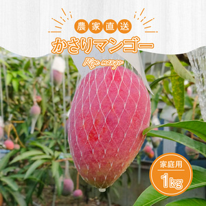 【2026年 先行予約】【 奄美産 】 かさり マンゴー 家庭用 1kg A072-005 かさりマンゴー 完熟マンゴー 完熟 トロピカルフルーツ フルーツ トロピカル 先行受付 事前受付 事前予約 予約 受付 甘い デザート 美味しい 濃厚 ジューシー HARANAGA-FARM ふるさと納税 奄美市 おすすめ ランキング プレゼント ギフト