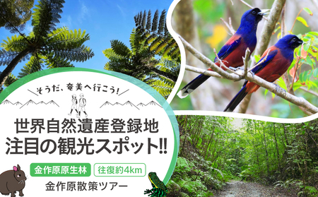 金作原 散策 ツアー A183-001 散策ツアー アウトドア 自然 観光 観光スポット チケット 体験チケット 金作原原生林 原生林 散策路 四季 花 野鳥 昆虫 ゆったり のんびり 注目 アマミュゼ スローガイド奄美 ふるさと納税 鹿児島県 奄美市 おすすめ ランキング プレゼント ギフト