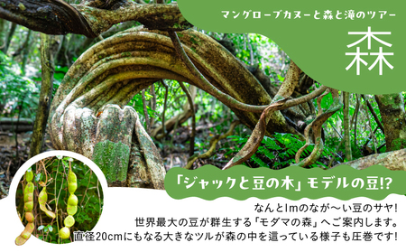 マングローブ カヌー と 森 と 滝 の ツアー A183-002 少人数 マングローブカヌー 自然 体験 体験チケット 生き物観察 観察 植物 魚 カニ 野鳥 のんびり ゆったり 癒し 河口 モダマ フナンギョの滝 森と滝のツアー 人気 アマミュゼ スローガイド奄美 ふるさと納税 鹿児島県 奄美市 おすすめ ランキング プレゼント ギフト