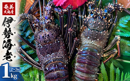 奄美大島産 伊勢海老 約1kg（ 2～3尾 ） A150-001 伊勢エビ 伊勢えび イセエビ いせえび 海老 えび 魚貝類 魚介類 冷凍 期間限定 限定 贅沢 ごちそう ぷりぷり 刺身 味噌汁 美味しい おいしい 陽天丸 ふるさと納税 鹿児島 奄美市 おすすめ ランキング プレゼント ギフト