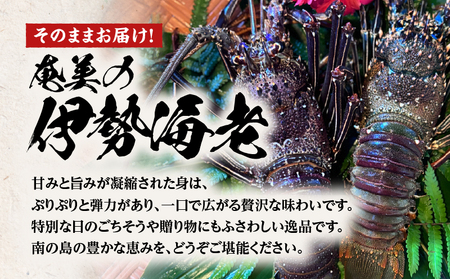 奄美大島産 伊勢海老 約1kg（ 2～3尾 ） A150-001 伊勢エビ 伊勢えび イセエビ いせえび 海老 えび 魚貝類 魚介類 冷凍 期間限定 限定 贅沢 ごちそう ぷりぷり 刺身 味噌汁 美味しい おいしい 陽天丸 ふるさと納税 鹿児島 奄美市 おすすめ ランキング プレゼント ギフト