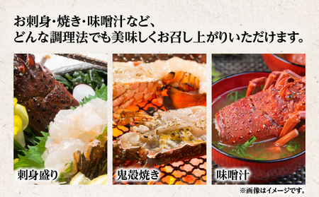 奄美大島産 伊勢海老 約1kg（ 2～3尾 ） A150-001 伊勢エビ 伊勢えび イセエビ いせえび 海老 えび 魚貝類 魚介類 冷凍 期間限定 限定 贅沢 ごちそう ぷりぷり 刺身 味噌汁 美味しい おいしい 陽天丸 ふるさと納税 鹿児島 奄美市 おすすめ ランキング プレゼント ギフト