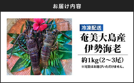 奄美大島産 伊勢海老 約1kg（ 2～3尾 ） A150-001 伊勢エビ 伊勢えび イセエビ いせえび 海老 えび 魚貝類 魚介類 冷凍 期間限定 限定 贅沢 ごちそう ぷりぷり 刺身 味噌汁 美味しい おいしい 陽天丸 ふるさと納税 鹿児島 奄美市 おすすめ ランキング プレゼント ギフト