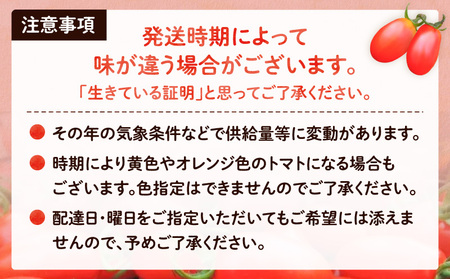 【 2026年先行予約 】 亜熱帯トマト 「 野生の証明 」 約400g ( 約400g×1P ) A021-002-02 トマト 甘い 野菜 フルーツトマト