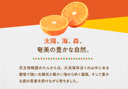 【 先行予約 】《 児玉柑橘園 》 奄美 完熟 たんかん 優品 5kg （ L ～ 2L ） A061-002 奄美産 家庭用 贈答用 光センサー 柑橘 果物 奄美のみかん 厳選 糖度10.5度以上 奄美大島産 タンカン 甘い みかん 数量 期間 限定 ふるさと納税 奄美市 おすすめ ランキング プレゼント ギフト