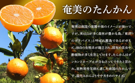 【 2025年 先行予約 】 奄美 の たんかん 家庭用 5kg （ 皮むき器 ・ 情報誌付 ） A052-022-01 果物 フルーツ 奄美産たんかん 先行受付 しーま ふるさと納税 奄美市 おすすめ ランキング プレゼント ギフト