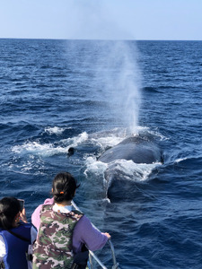 【奄美大島北部】ホエールウオッチング 3時間 ※1月中旬から3月下旬まで※ A141-002 ホエールウォッチング ザトウクジラ 1名様分 現地集合