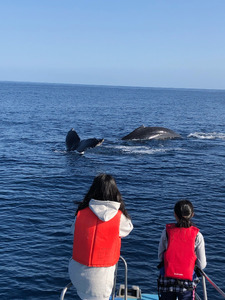 【奄美大島北部】ホエールウオッチング 3時間 ※1月中旬から3月下旬まで※ A141-002 ホエールウォッチング ザトウクジラ 1名様分 現地集合