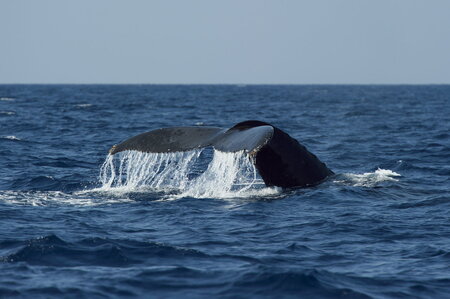 【奄美大島北部】ホエールウオッチング 3時間 ※1月中旬から3月下旬まで※ A141-002 ホエールウォッチング ザトウクジラ 1名様分 現地集合