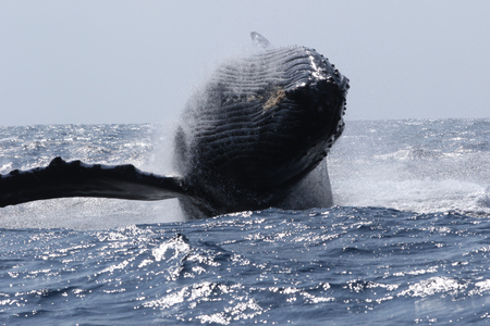 【奄美大島北部】ホエールウオッチング 3時間 ※1月中旬から3月下旬まで※ A141-002 ホエールウォッチング ザトウクジラ 1名様分 現地集合