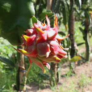 【 2026年 先行予約 】 奄美産 ドラゴンフルーツ 赤玉 2kg A145-008 フルーツ 期間限定 フラスコ ふるさと納税 奄美市 おすすめ ランキング プレゼント ギフト