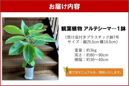 066-18 観葉植物 アルテシーマ1鉢