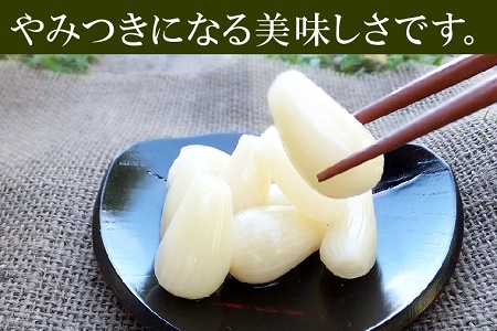 017-07 鹿児島県産砂丘らっきょうプレミアムセット