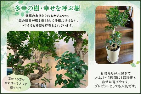 066-19 【4月以降(九州地方から)発送】観葉植物 ガジュマル1鉢