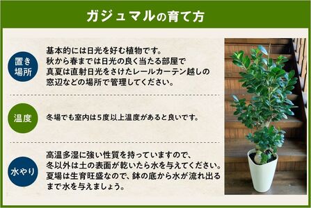 066-19 【4月以降(九州地方から)発送】観葉植物 ガジュマル1鉢