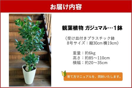 066-19 【4月以降(九州地方から)発送】観葉植物 ガジュマル1鉢