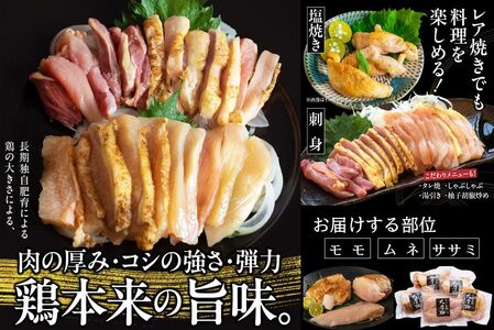 【全6回】さつま極鶏大摩桜 刺身用ブロック定期便 085-10