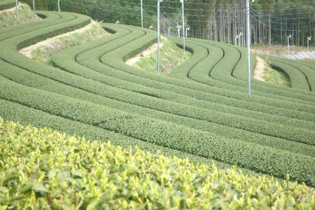 033-02-1 知覧茶有機栽培茶5本セット