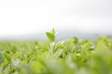 033-02-1 知覧茶有機栽培茶5本セット