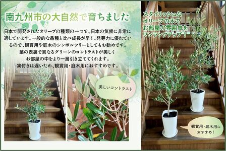 066-20 【4月以降(九州地方から)発送】観葉植物 オリーブ(ひなかぜ)1鉢