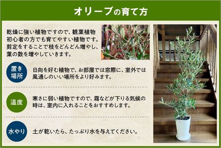 066-20 【4月以降(九州地方から)発送】観葉植物 オリーブ(ひなかぜ)1鉢